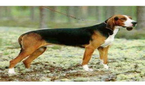 三角洲寻血猎犬什么段位都有么(三角洲寻血猎犬在哪个段位最常见?) 三角洲寻血猎犬什么段位都有么(三角洲寻血猎犬在哪个段位最常见?)